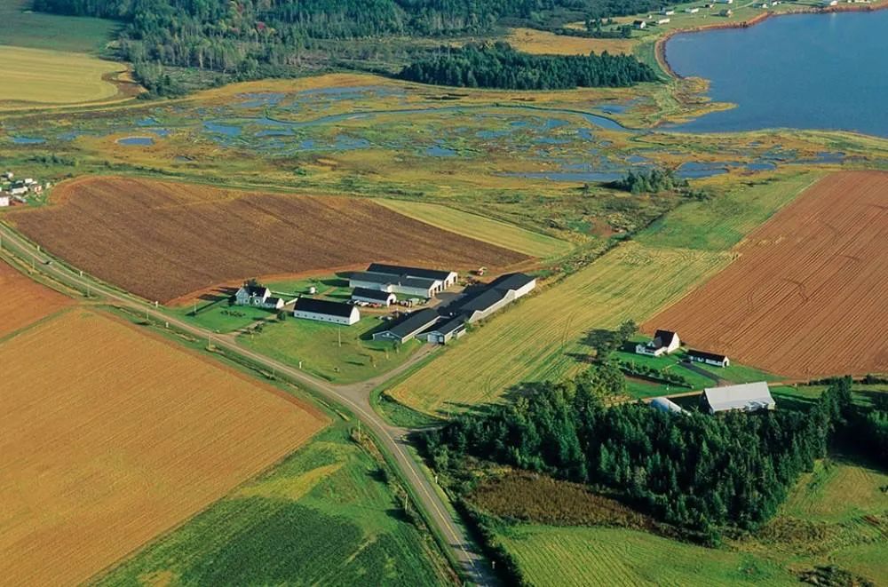 豬價持續低迷，精細化管理是企業長期發展之道 ——養豬企業數字化轉型不能再等