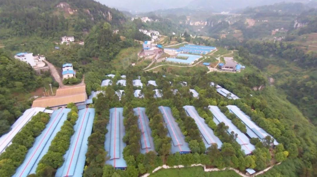 【落地見效】重慶創新推出生豬活體抵押貸款