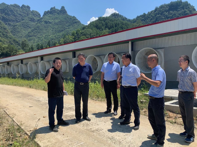徐江區長調研69興隆灣種豬基地