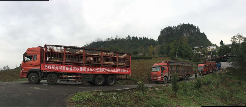 69種豬大批量遠嫁河南豬企